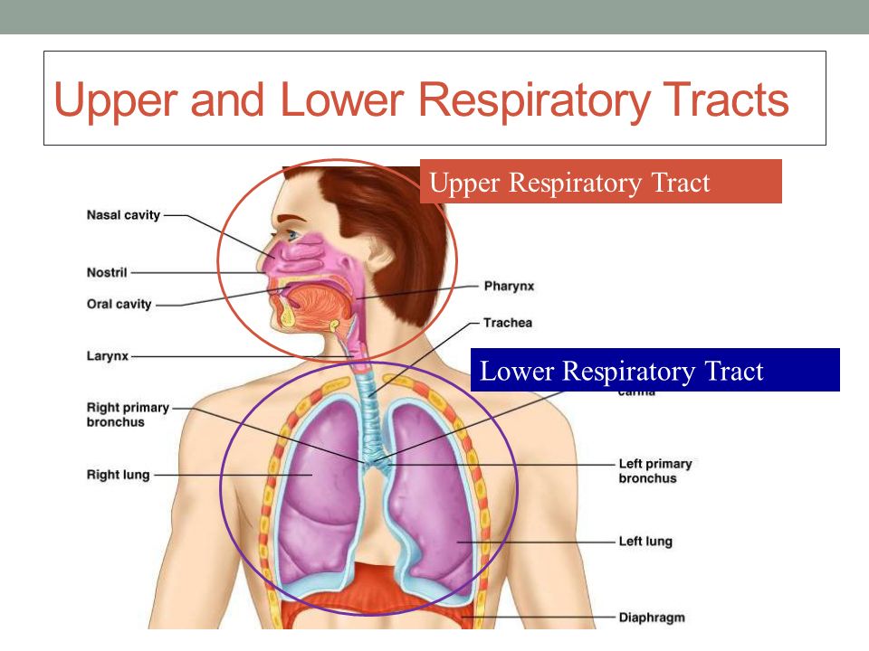 Upper Respiratory Tract. Lower Respiratory Tract.